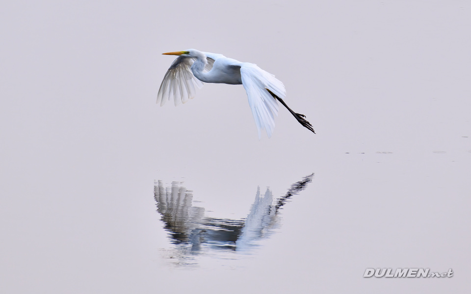 01 Great White Egret (Ardea alba)